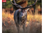 CACCIA MAGAZINE - Novembre 2022 - digitale